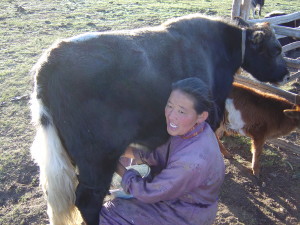 Calf waiting its turn