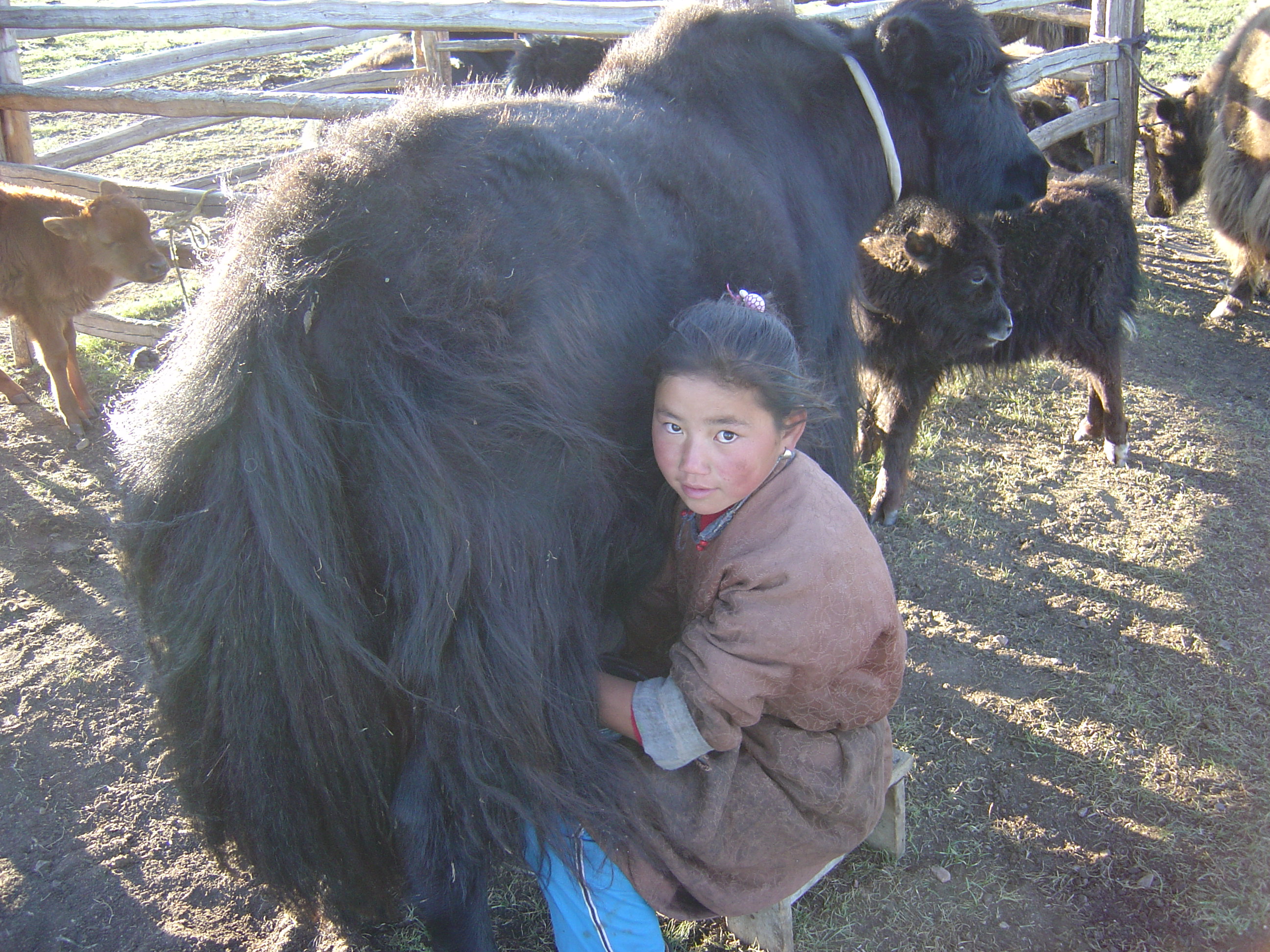 Share milking Yaks Mongolia family