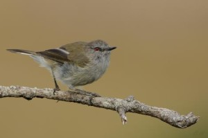 Travelers Rest- grey warbler