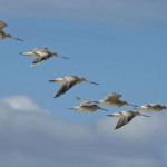 Travelers_Rest_bar-tailed-godwits flocking